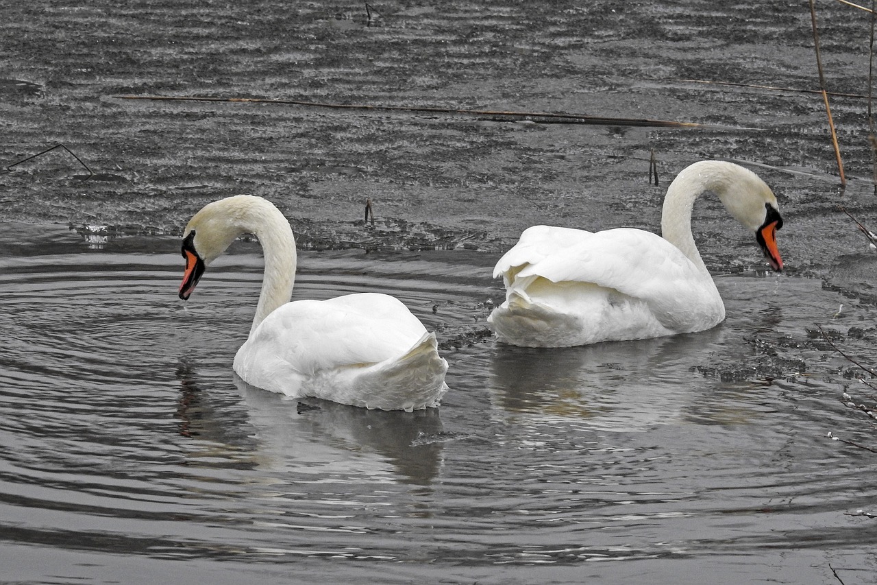 Image - mute swan spring finland