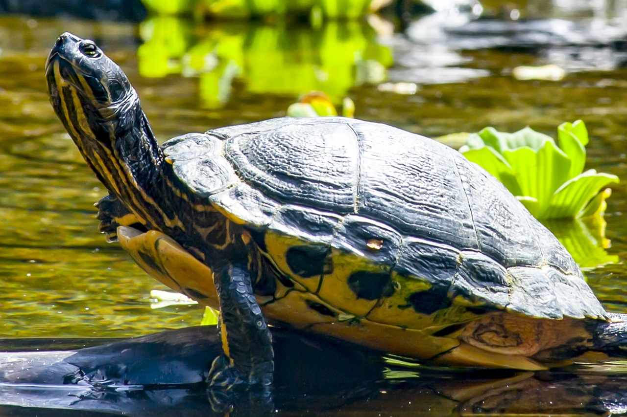 Image - turtle water water turtle panzer