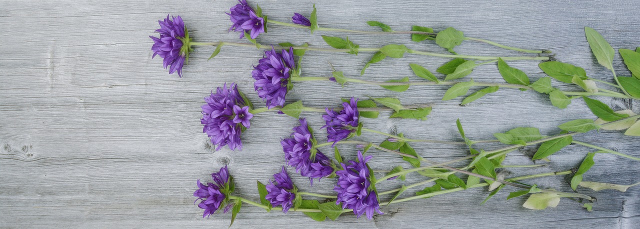 Image - flowers purple wood plank fresh