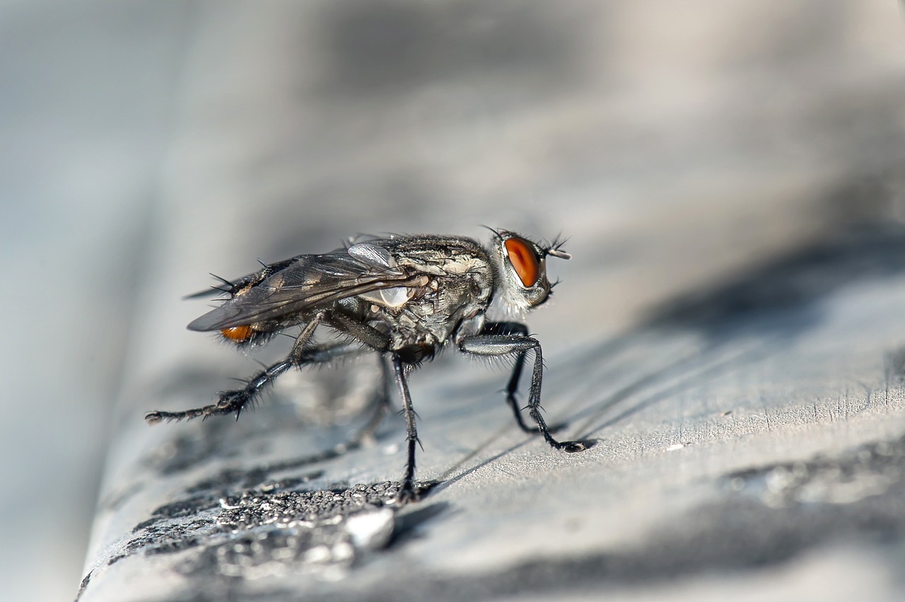 Image - fly macro insect bug close