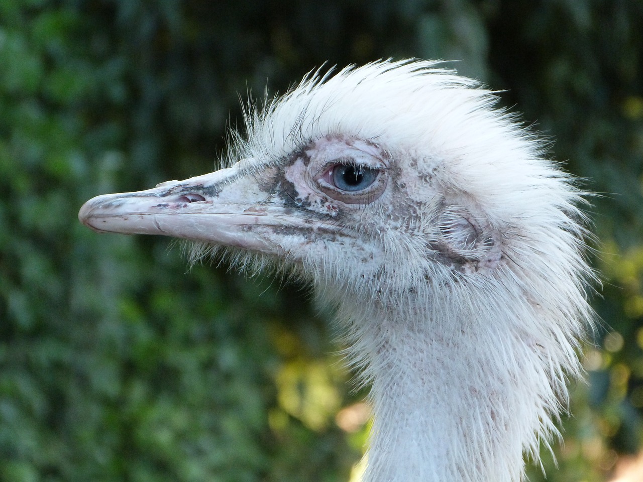 Image - rhea bird south america