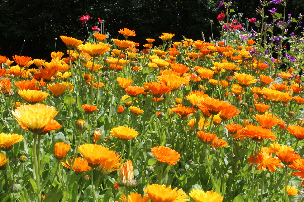 Image - marigold calendulae summer