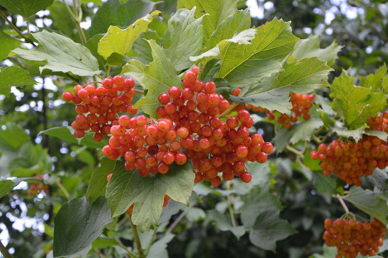 Image - shrubs birds berries decorative