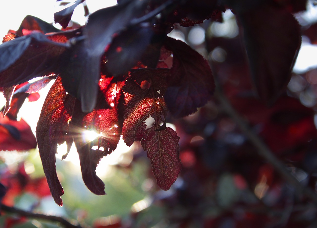 Image - tree sunset red leaves fall