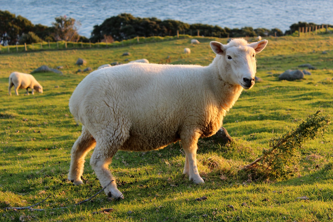 Image - sheep meadow new zealand grass