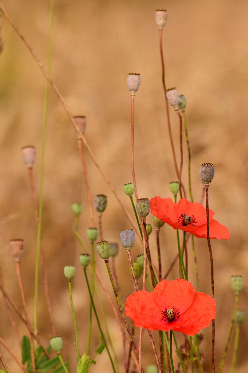 Image - poppy summer meadow edge of field