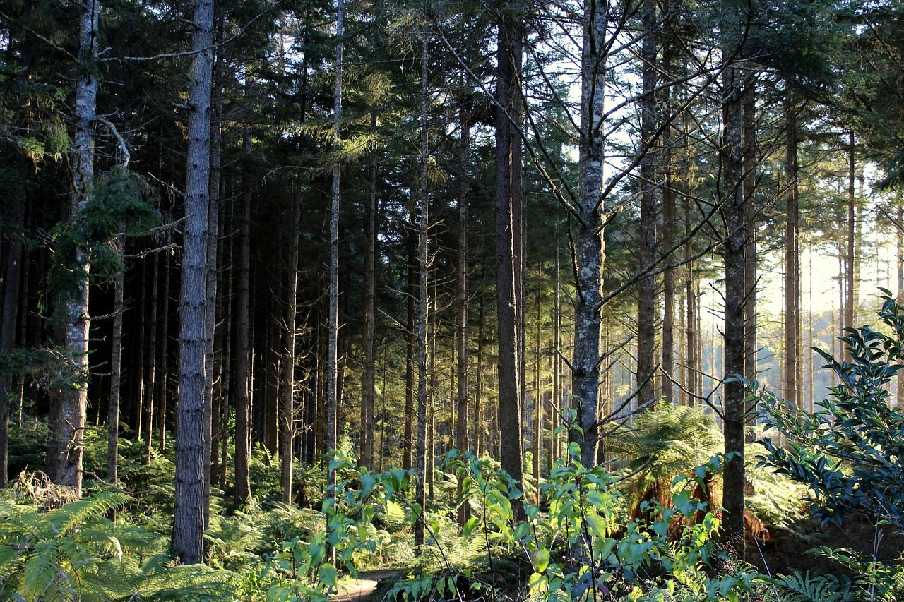 Image - forest light sun flooded nature