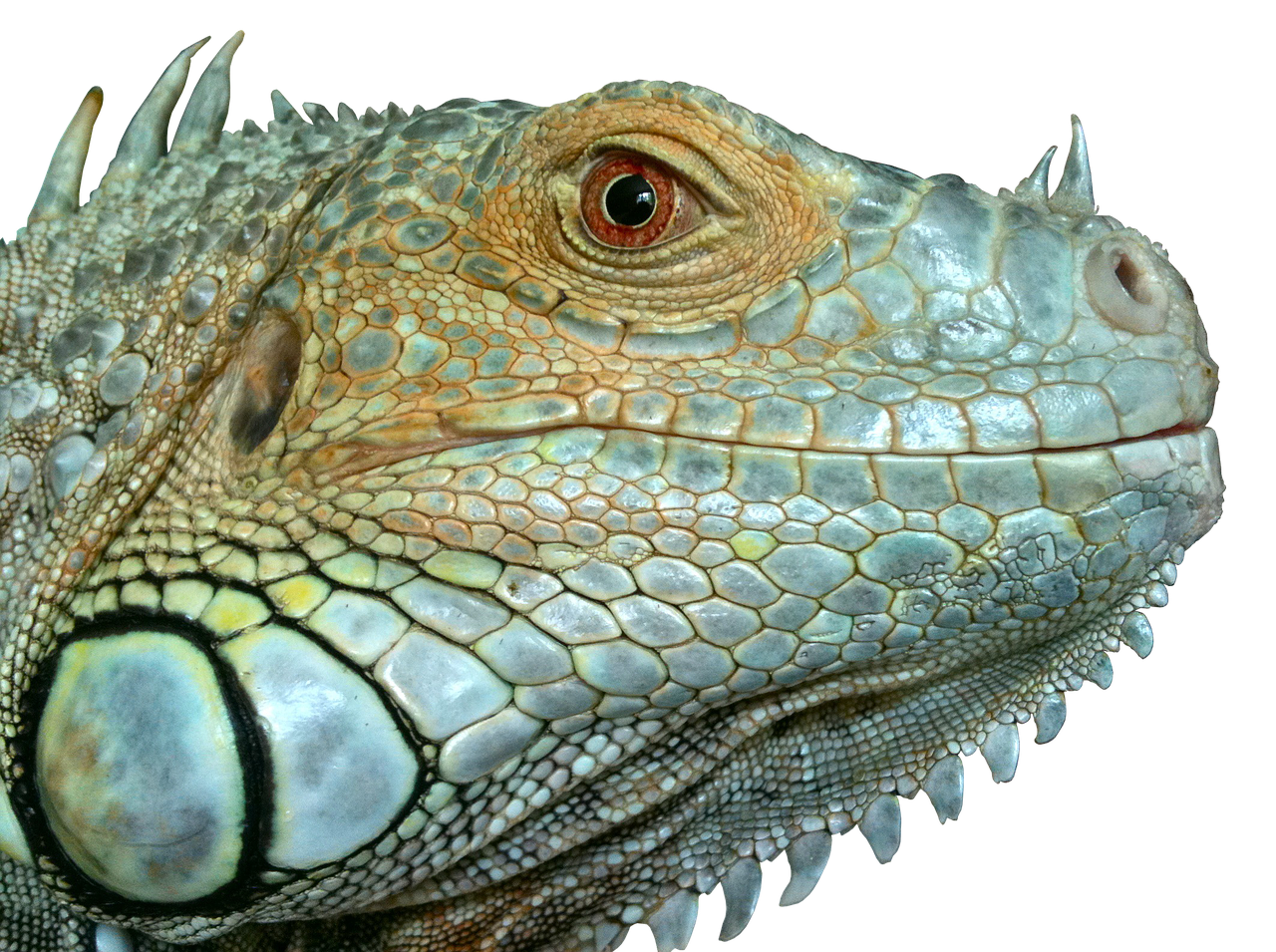 Image - iguana reptile lizard green close