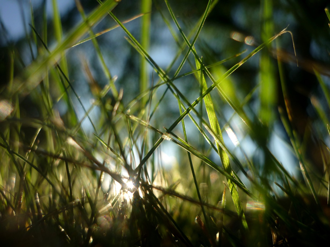 Image - light green gras summer sun