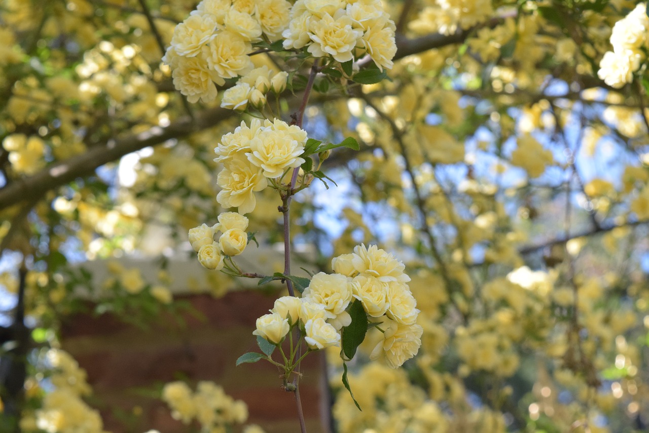 Image - rosa yellow flower garden roses