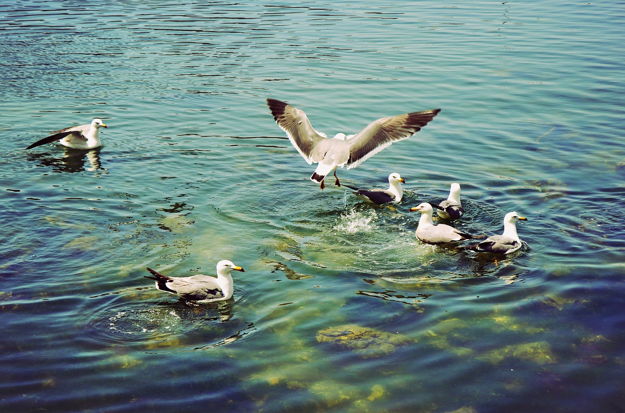 Image - playground bird seagulls
