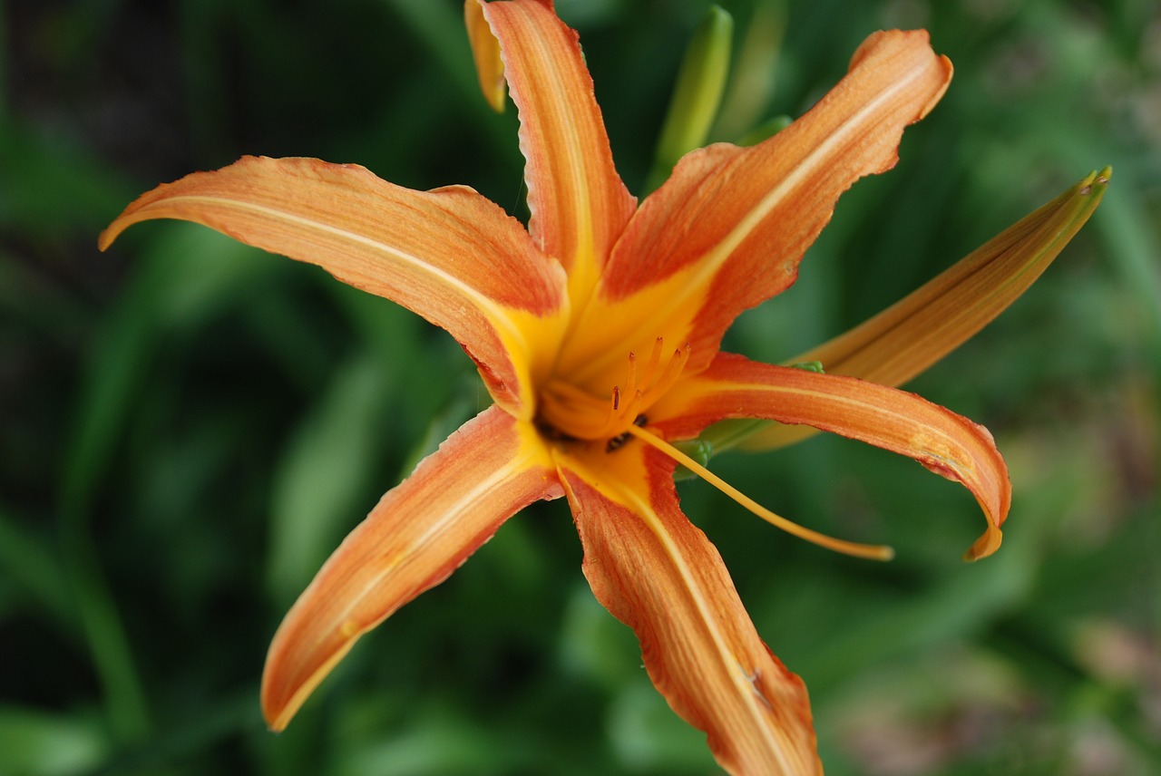 Image - yellow orange flower floral summer