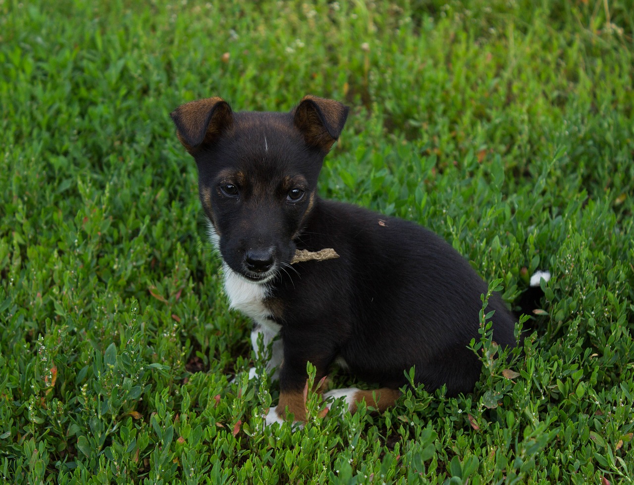 Image - puppy male masik
