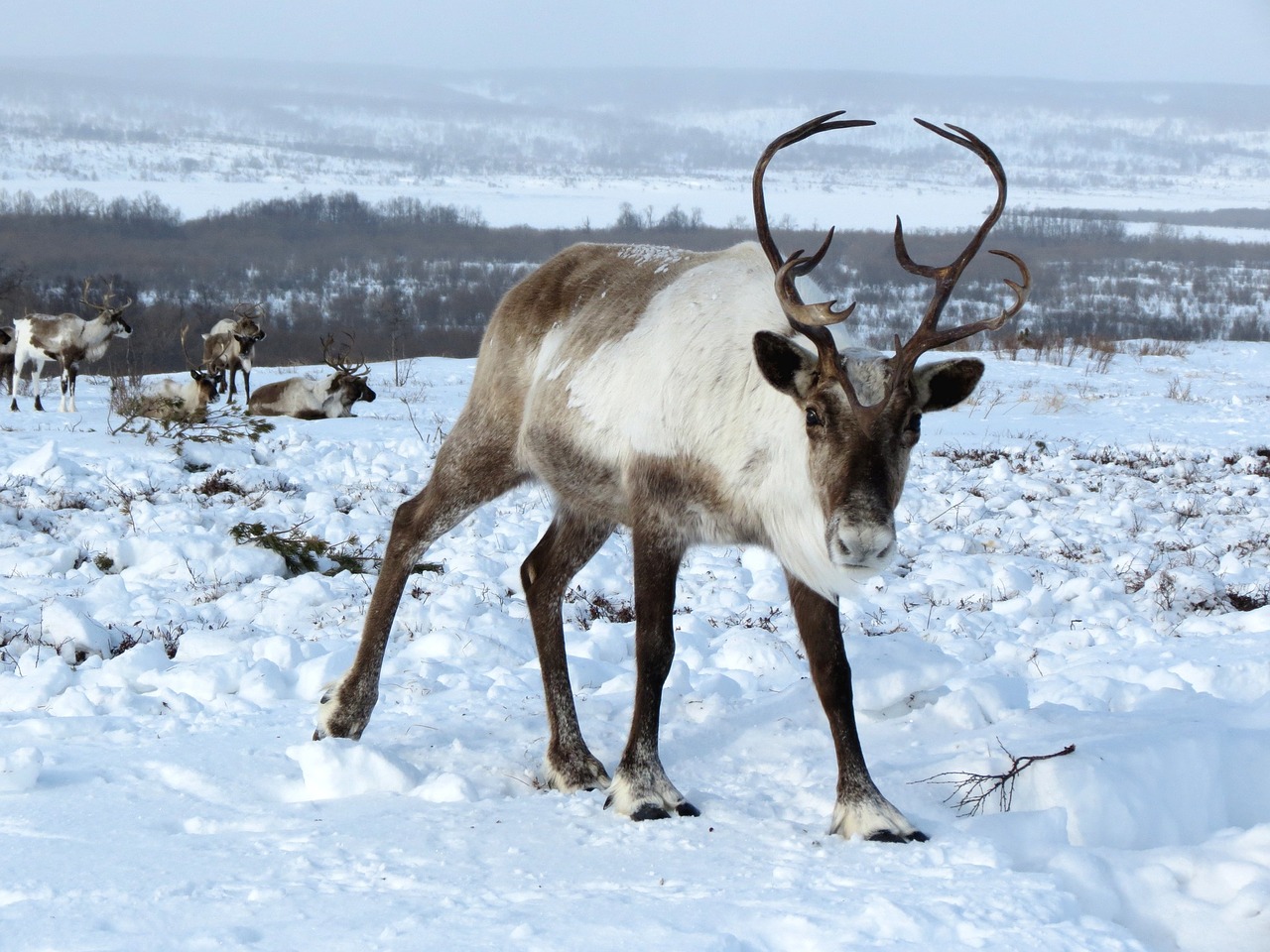 Image - reindeer the herd pasture