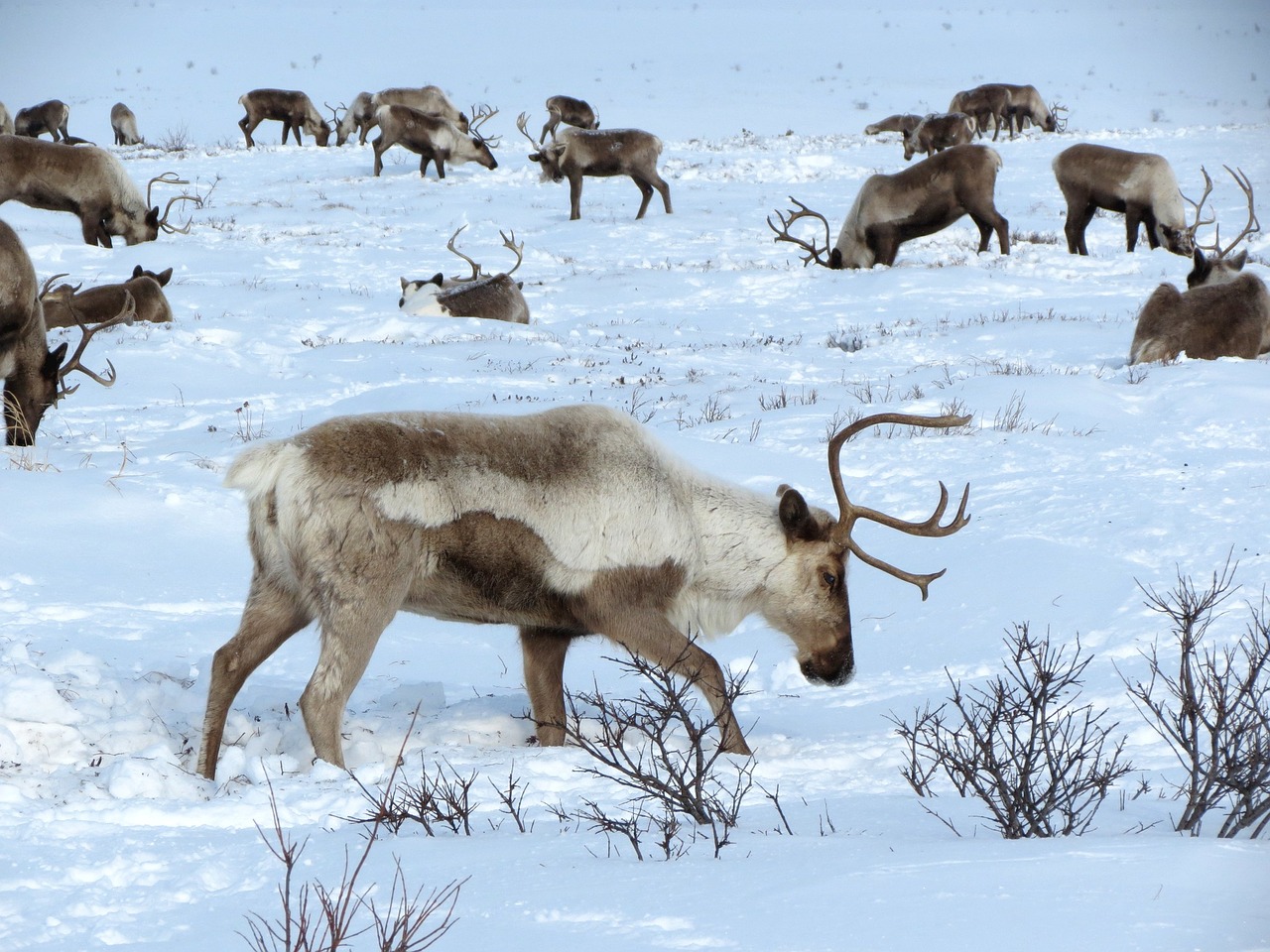 Image - reindeer the herd pasture