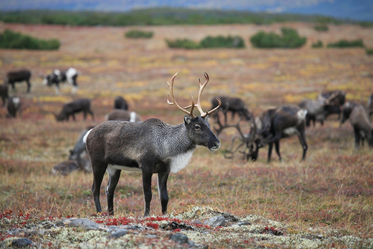 Image - reindeer the herd pasture