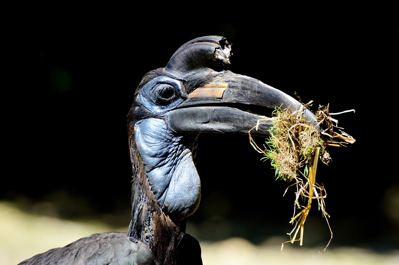 Image - ground hornbill raven hornbill