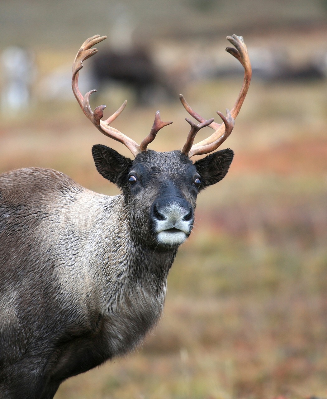 Image - reindeer the herd pasture