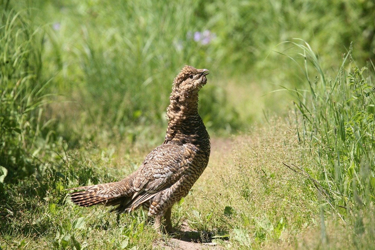 Image - glukharka bird forest chicken field