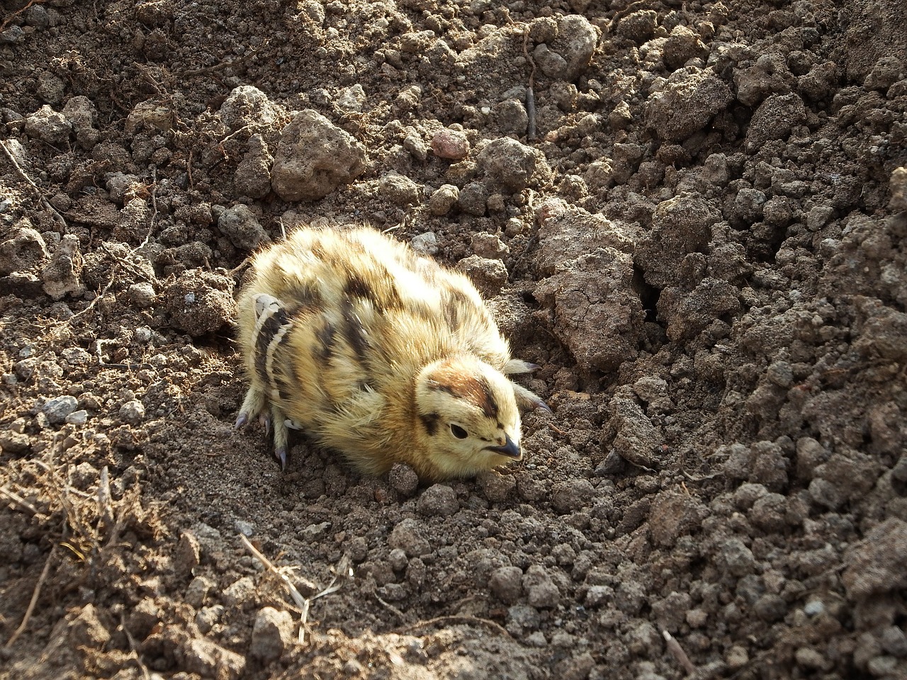 Image - partridge chick chicken bird road