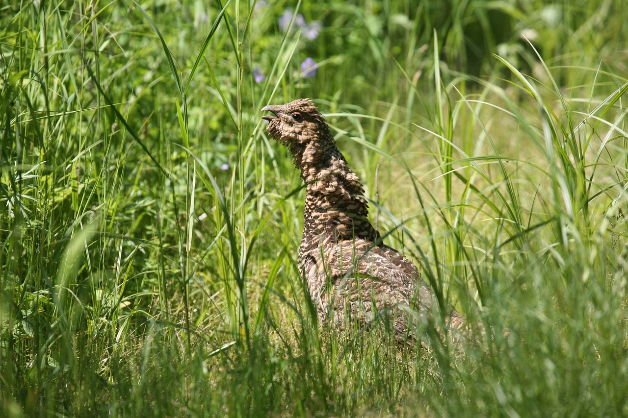 Image - glukharka bird forest chicken field