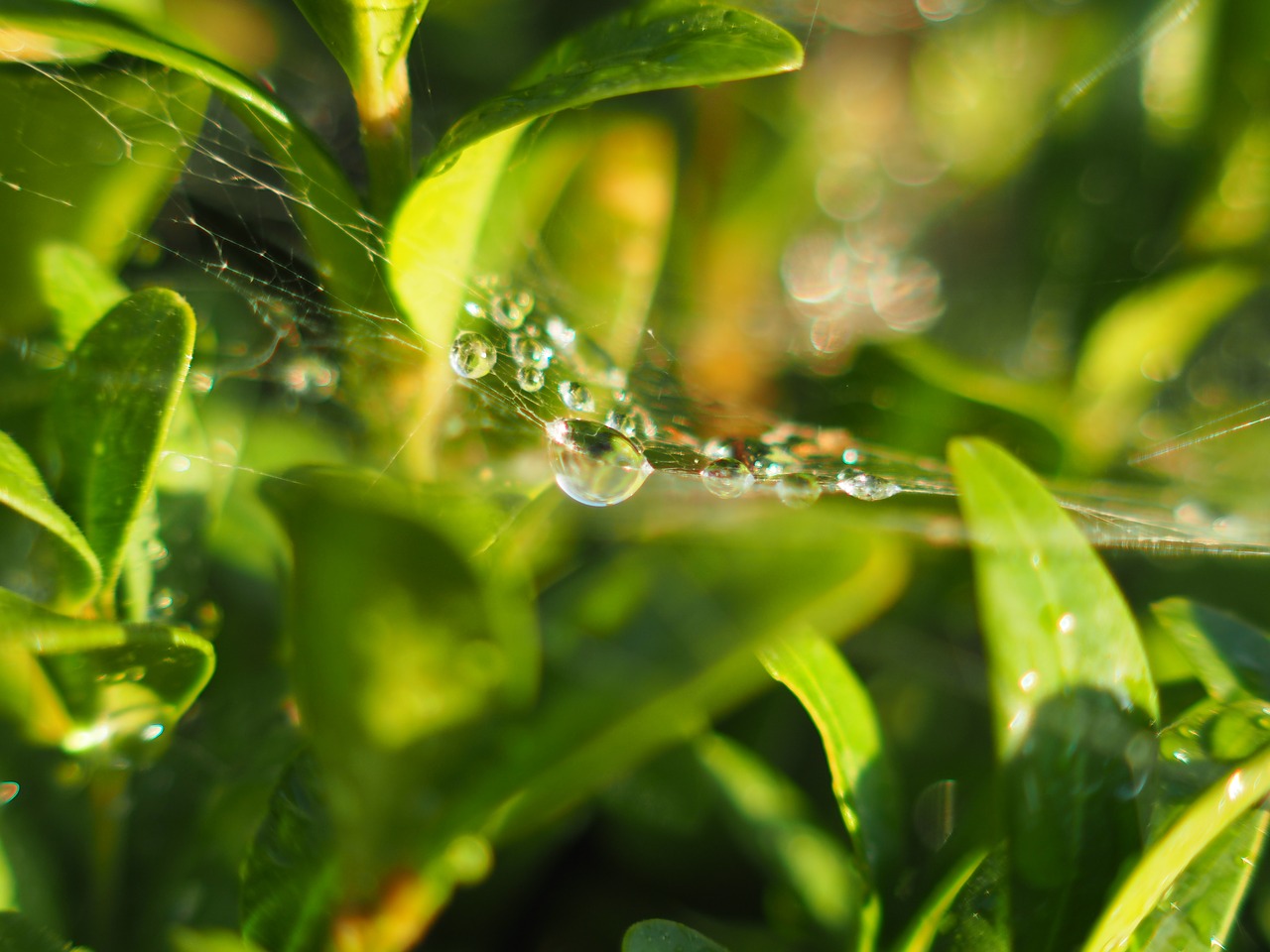 Image - dewdrop morgentau dew close drip