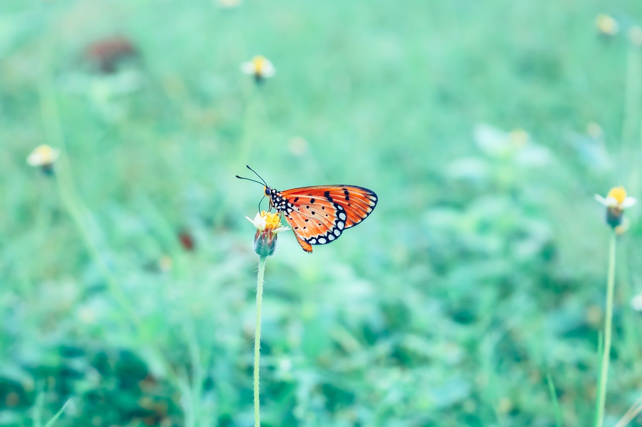 Image - butterfly wild insects creature