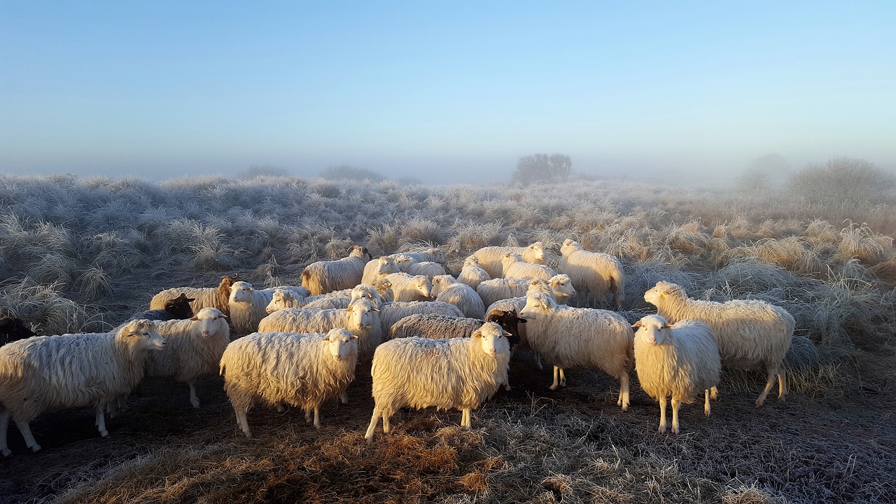 Image - moor german heath and borkum sheep