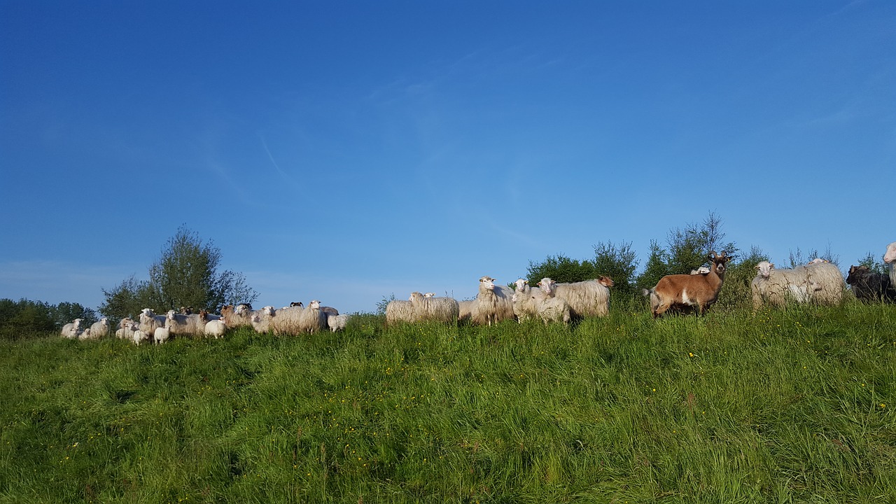 Image - moor german heath and borkum sheep