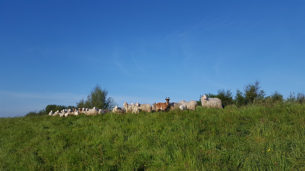 Image - moor german heath and borkum sheep