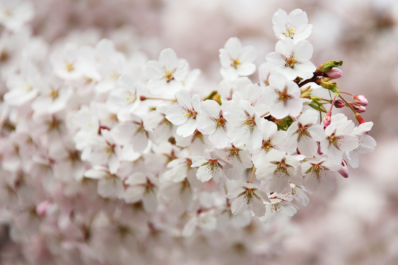 Image - bloom blooming blossom branch