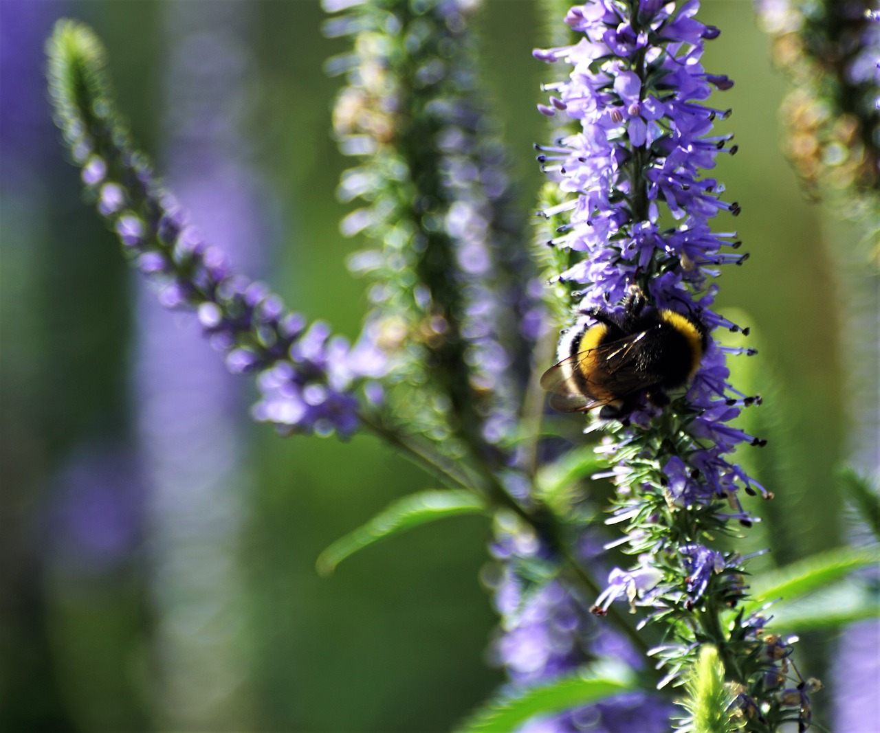 Image - sony a 68 nature experiment