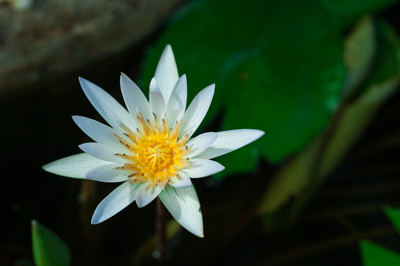 Image - lotus flower flowers nature