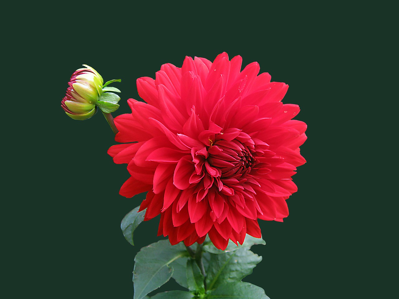 Image - dahlia red blossom bloom isolated