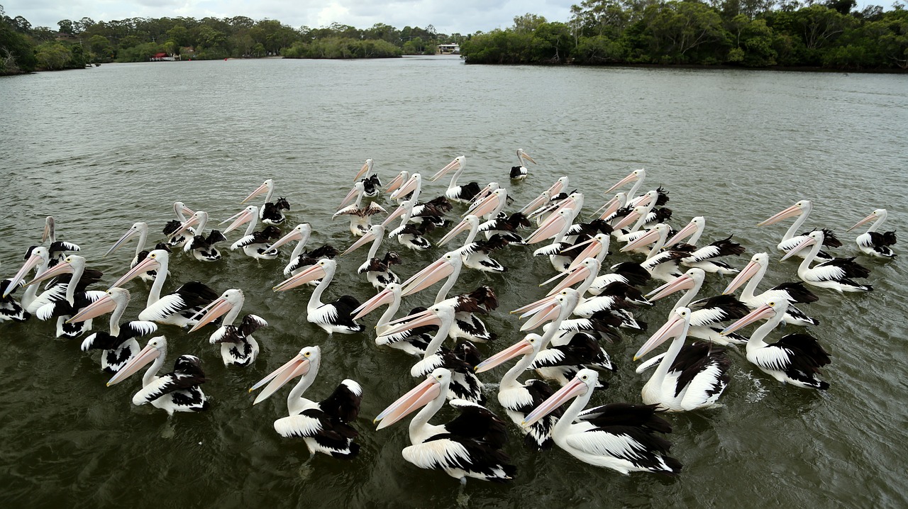 Image - pelican bird neat