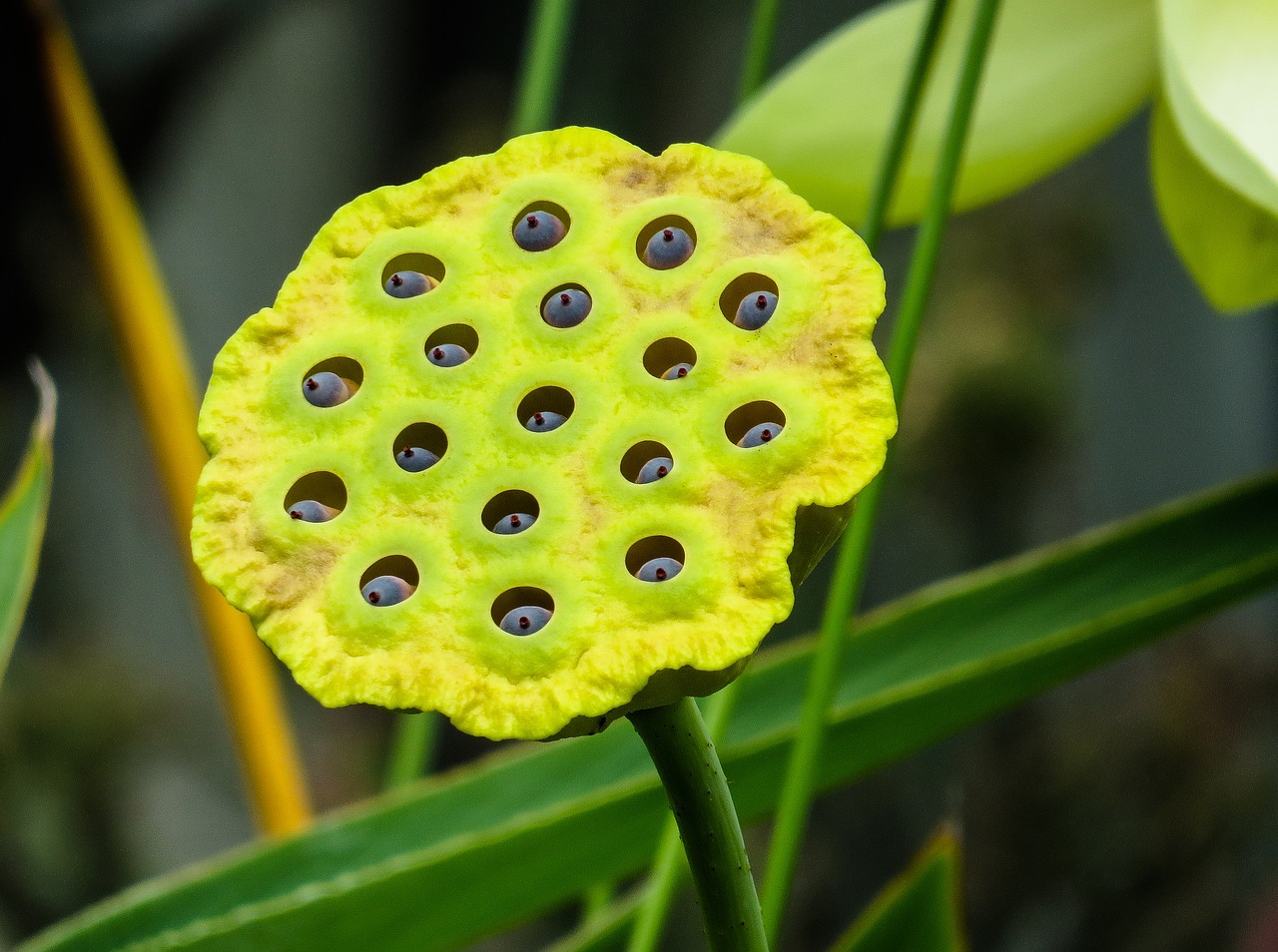 Image - nature plant lotus seeds