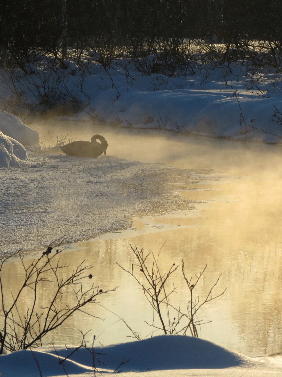 Image - wild swan whooper river backwater