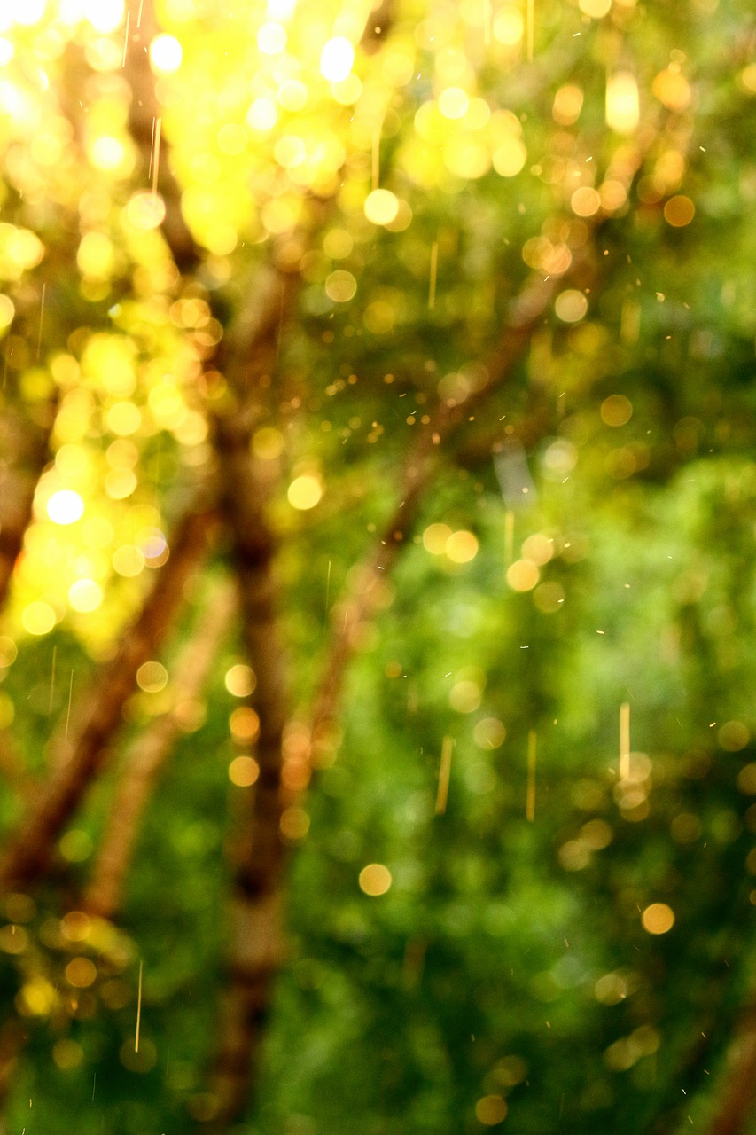 Image - summer russia birch nature forest