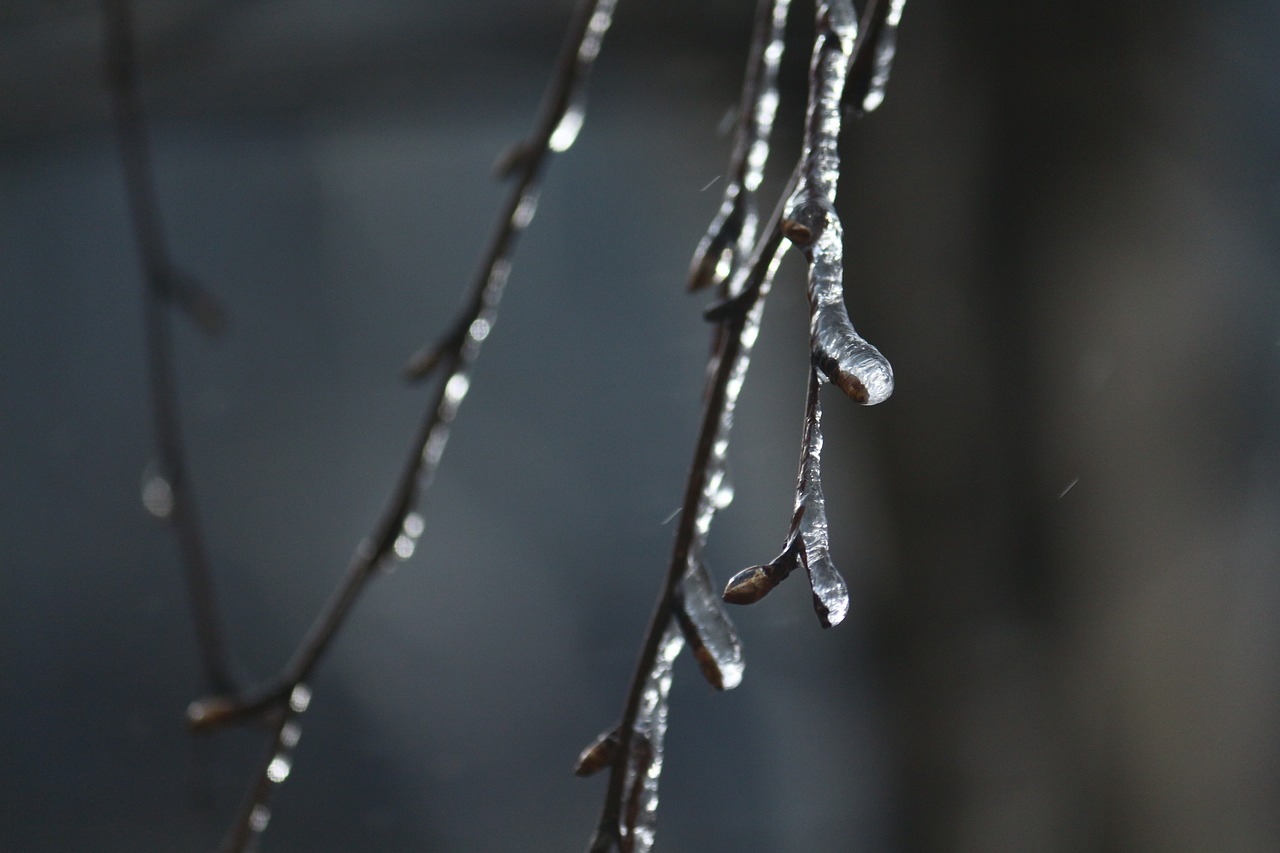 Image - spring icy branches birch kidney