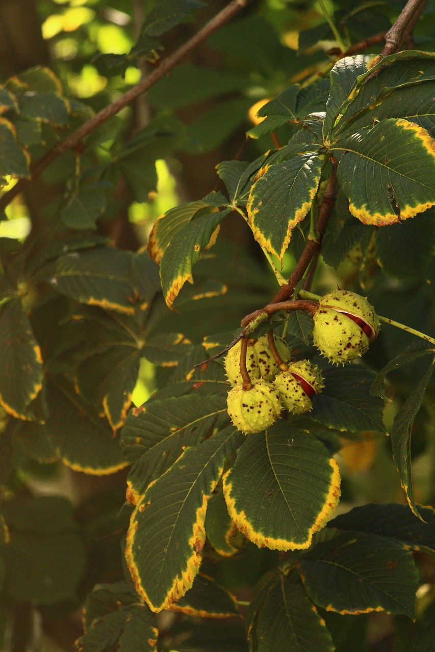 Image - chestnut summer heat vacation tree