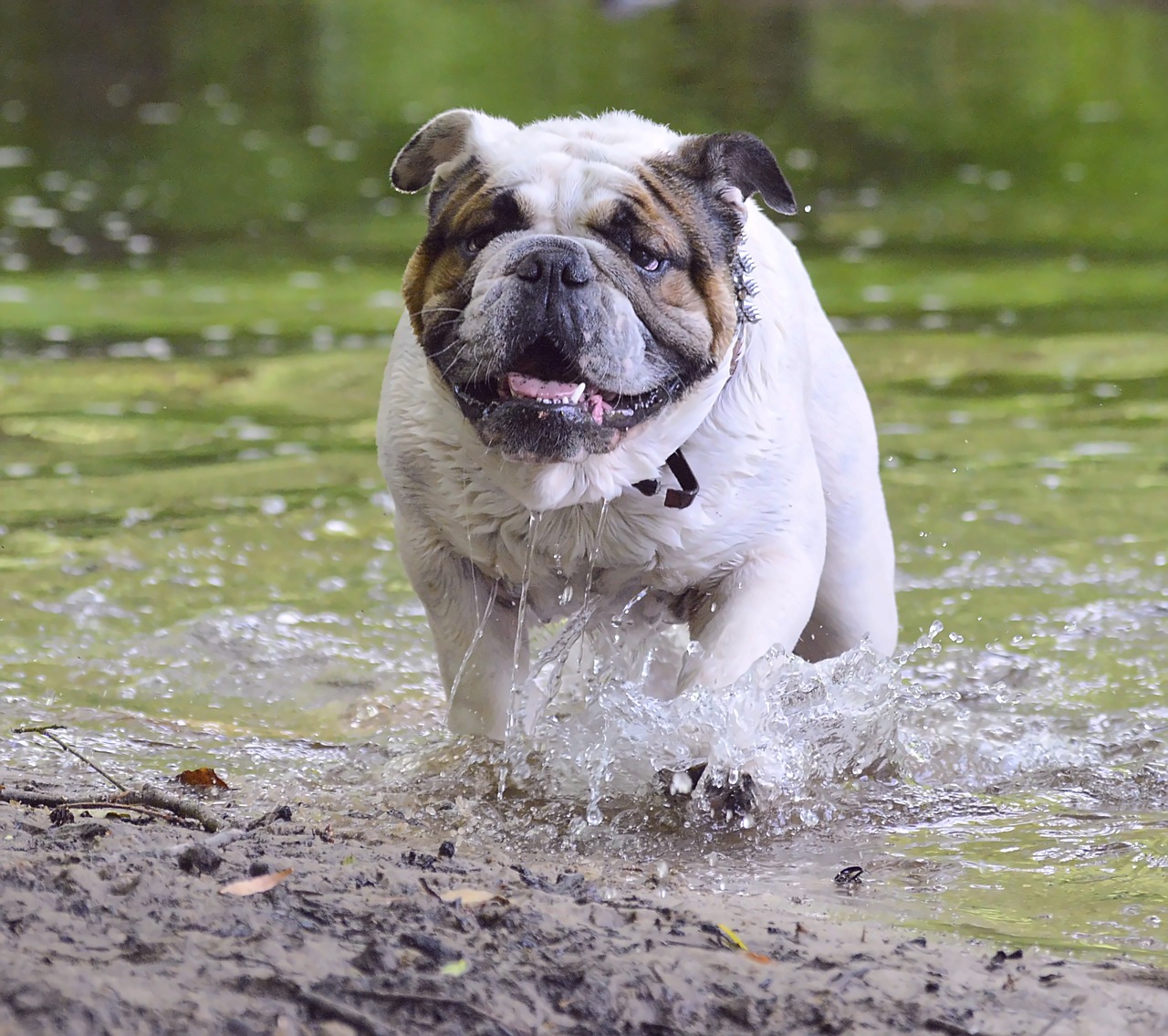 Image - bulldog dog family friend love