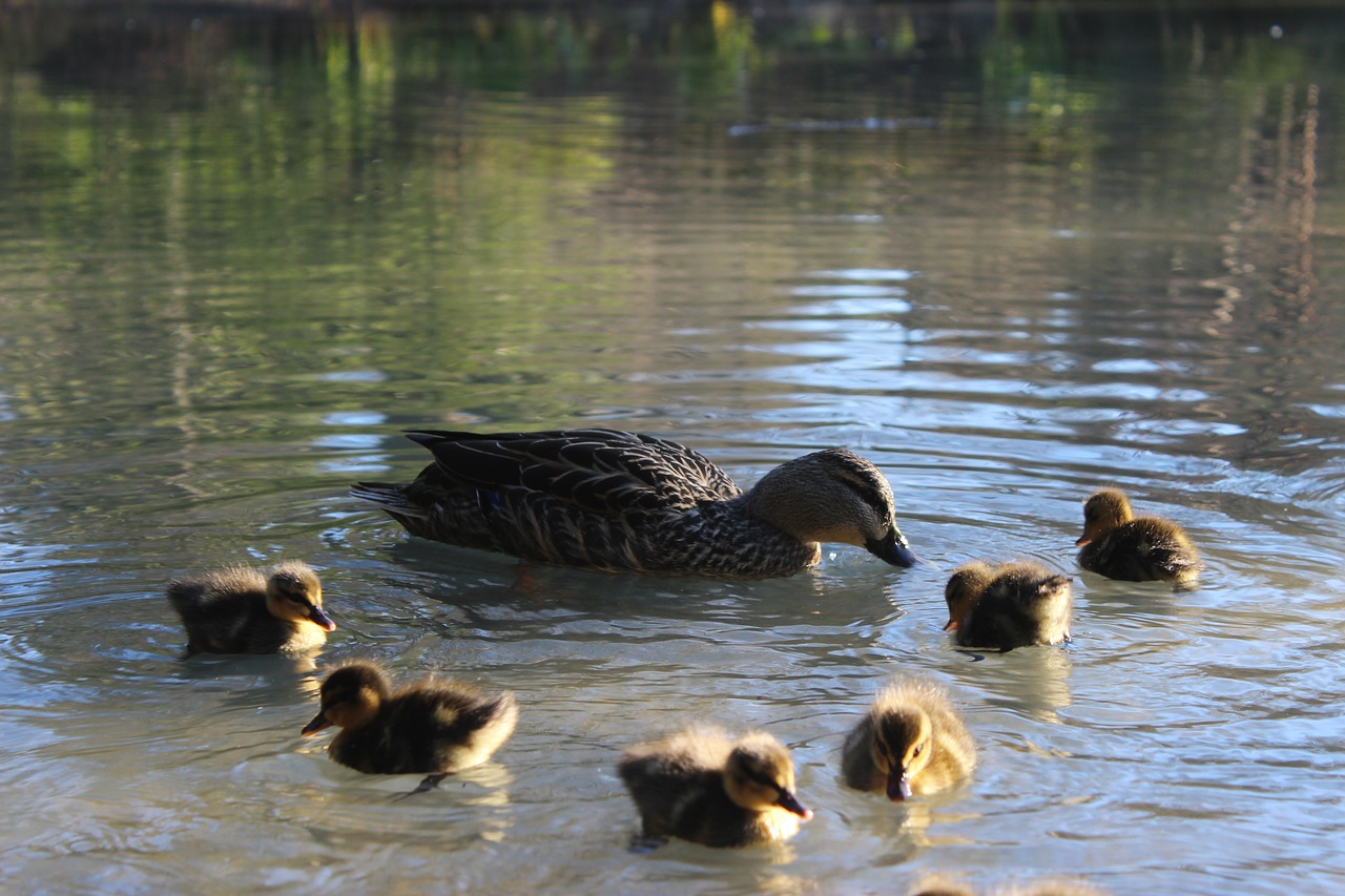 Image - water lake duck duck babies chicks