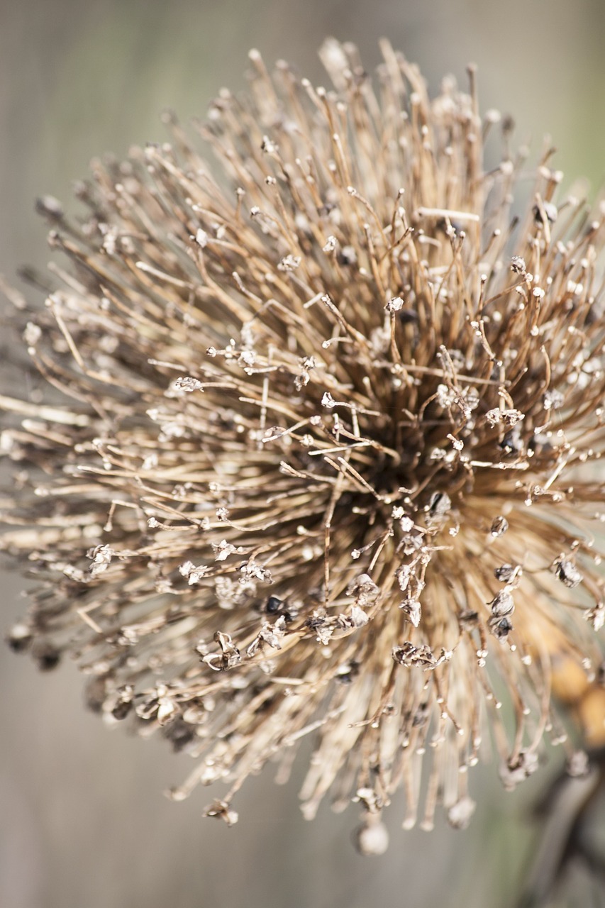 Image - leek dry seeds