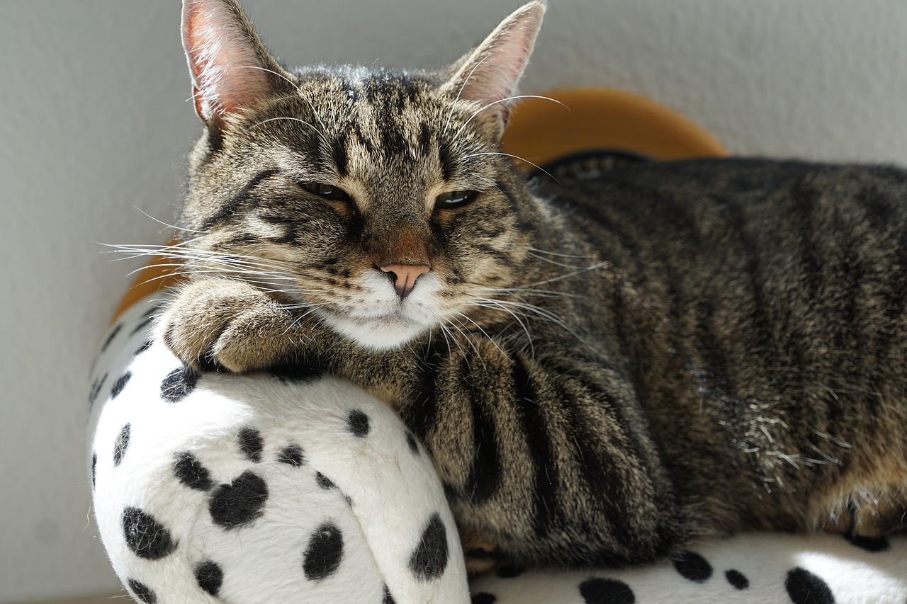 Image - cat tiger sofa dalmatians dog