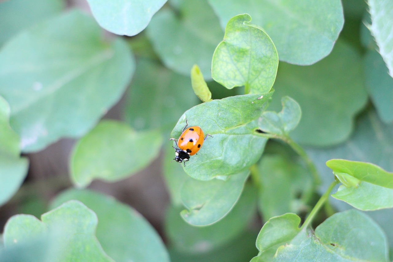 Image - plant insect ladybug nature life