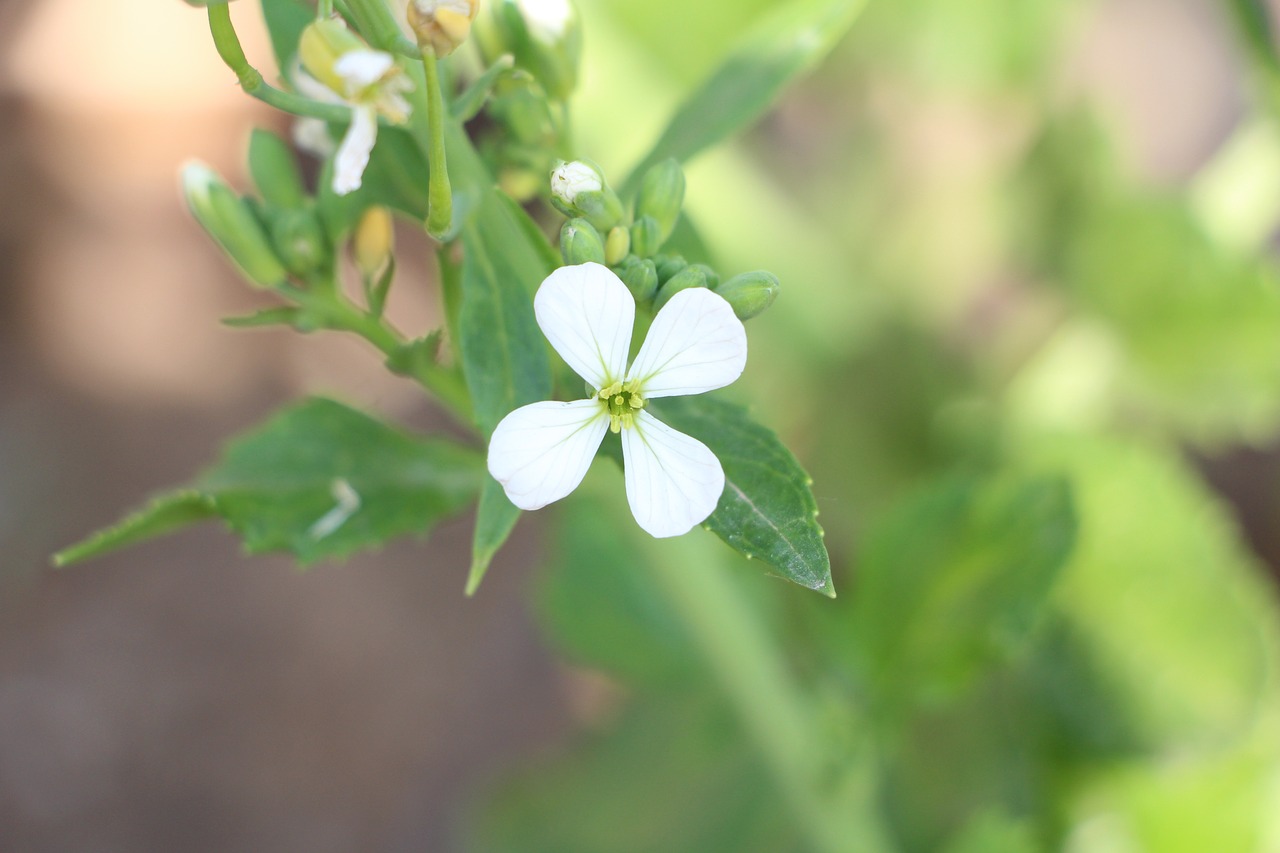 Image - plant flower ye tian nature land