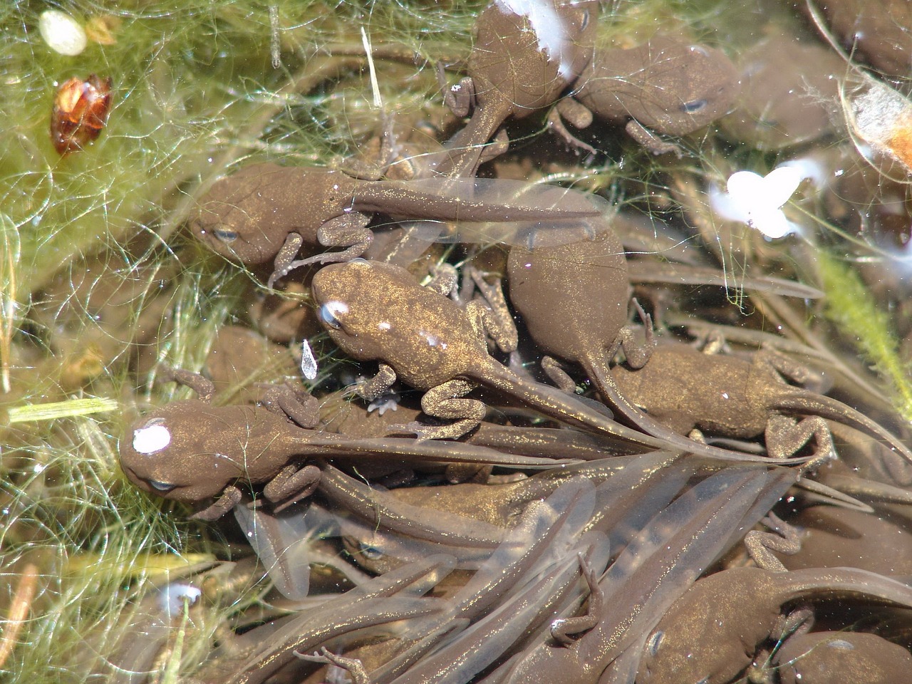 Image - tadpoles animal frog water nature