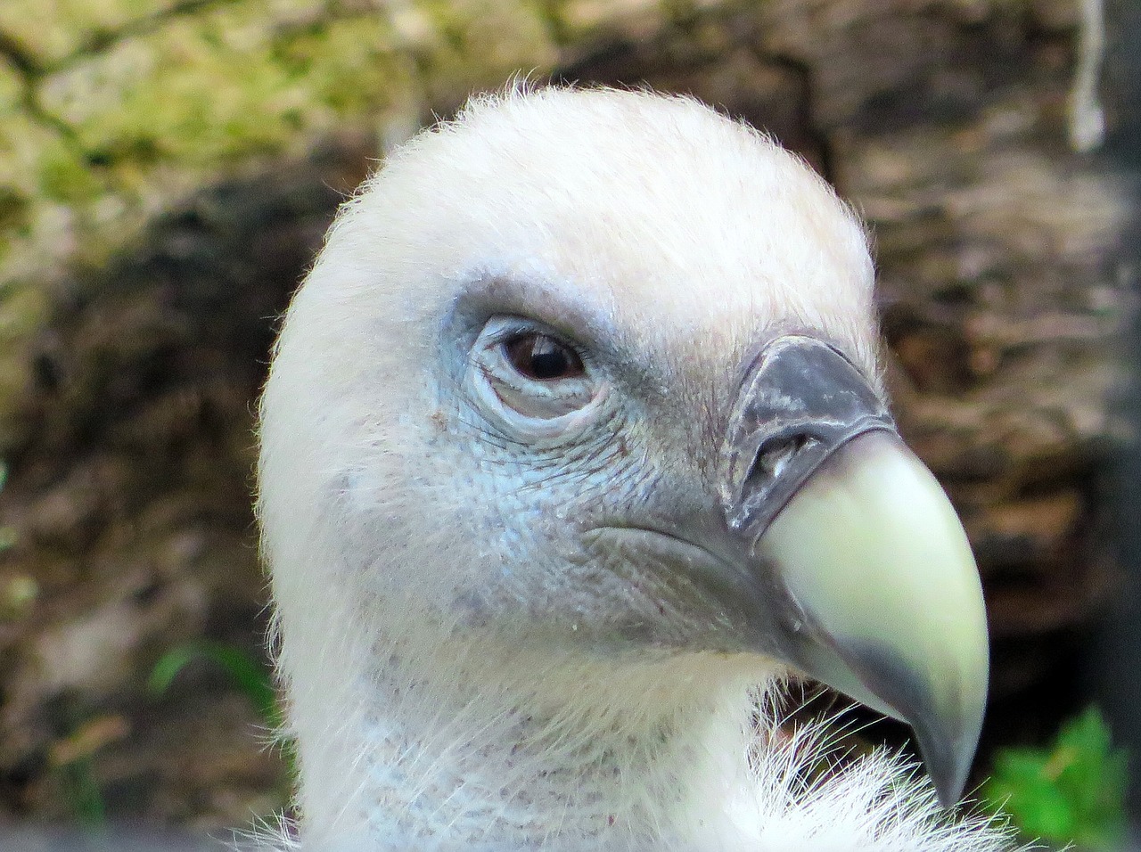 Image - vulture griffon vulture gyps fulvus