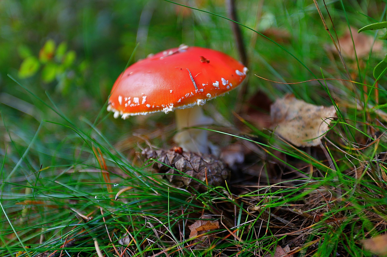 Image - mushroom amanita forest beauty