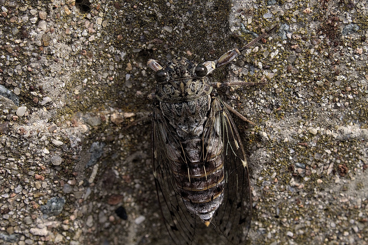 Image - summer sun provence cicada